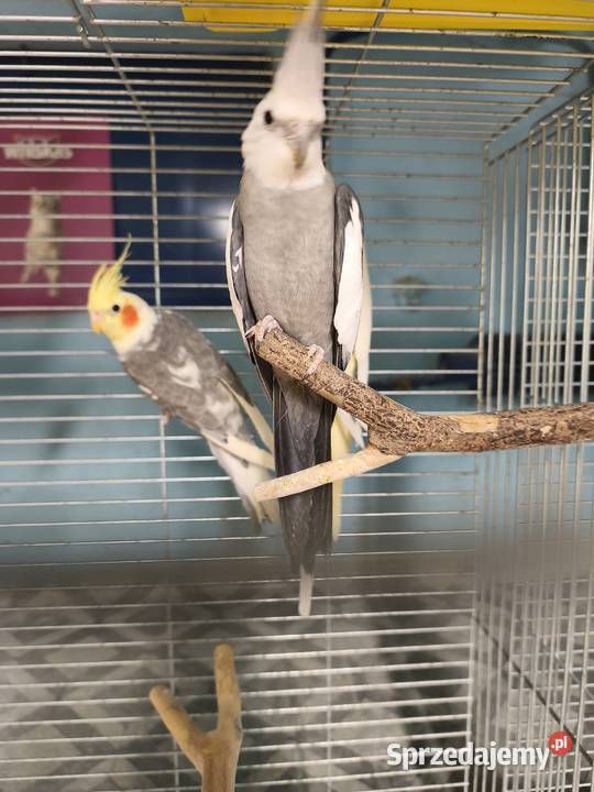 Nimfy Lutino białogłowe standardy itp Poznań