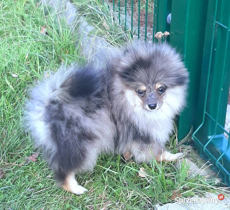 Szpic miniaturowy blue merle tan Pabianice sprzedam