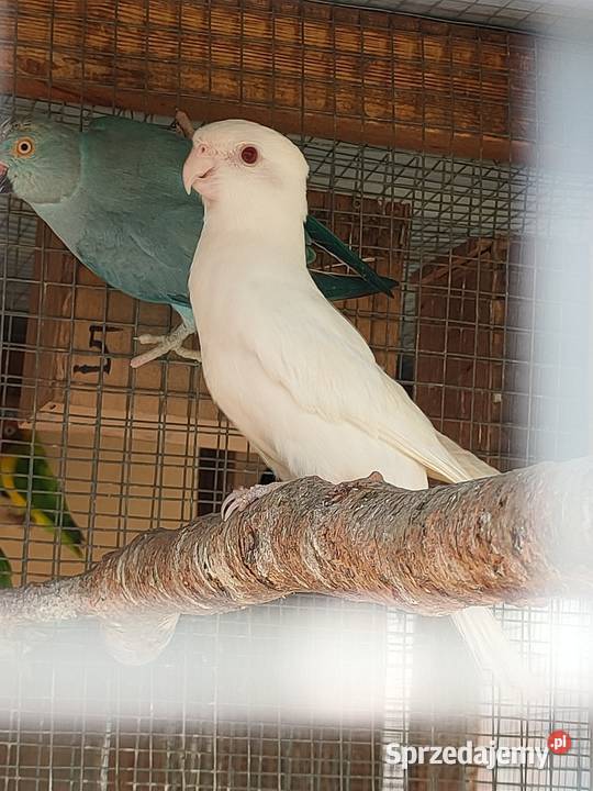 Papugi aleksandretty rozelle Zwierzęta Parzno