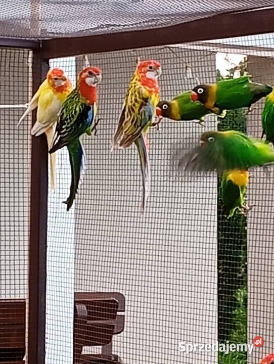 Papugi nierozłączki i rozelle podkarpackie Cierpisz sprzedam