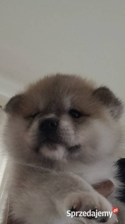 Akita Inu Japoński na sprzedaż Szczecin