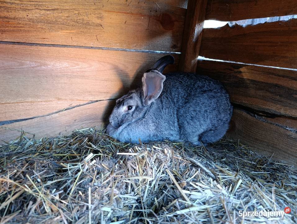 Króliki mieszance Gryzonie kujawsko-pomorskie Więcbork