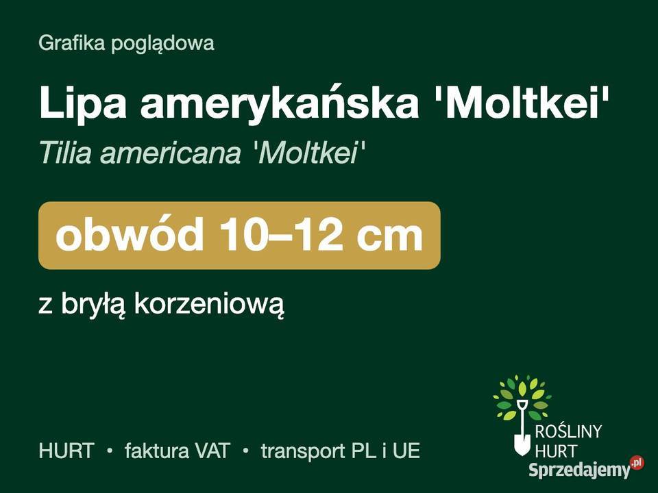 Lipa amerykańska Moltkei obwód 1012 z bryłą HURT