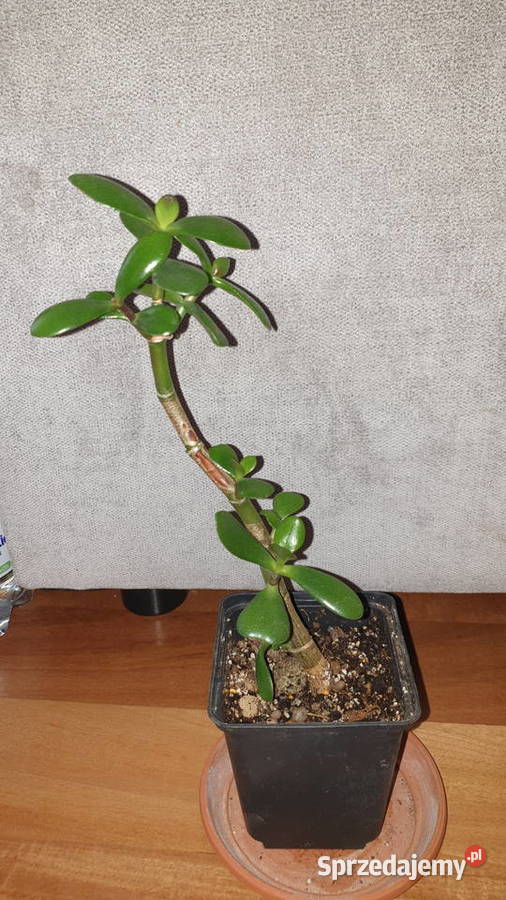 Grubosz crassula drzewko szczęscia 3 mazowieckie Warszawa
