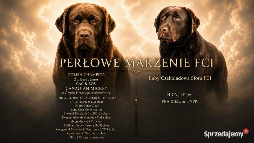 Labrador Retriever ZkwpFCI czekoladowe małopolskie Dąbrowa Tarnowska
