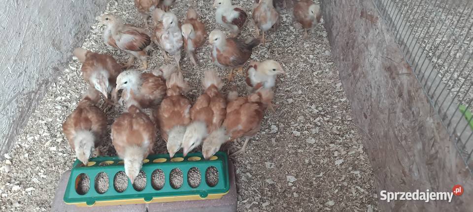 Kokoszki Pisklęta Kurczęta Hampshire małopolskie Myślenice