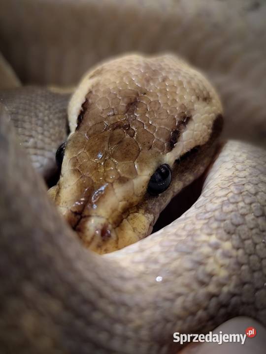 Pyton Królewski piękny samiec Pruszków