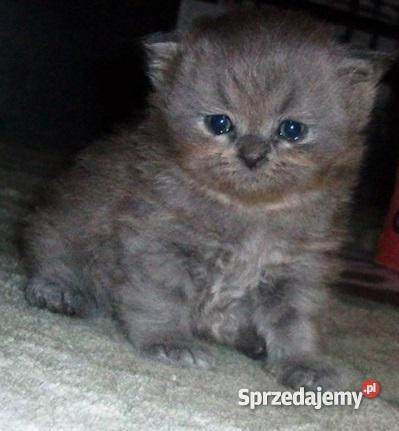 Pers Persy KotKotki Koty PERSKIE sprzedam