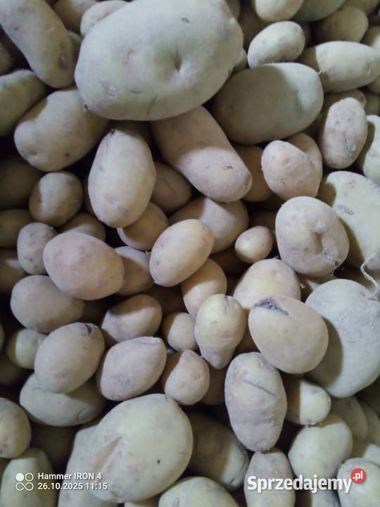 Ziemniaki jadalne sprzedam Warzywa Sobieska Wola Pierwsza sprzedam