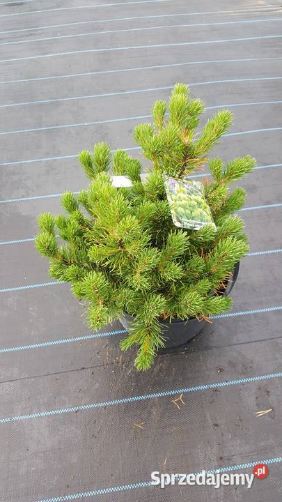 Sosna bośniacka drobnokwiatowa górska Simoradz