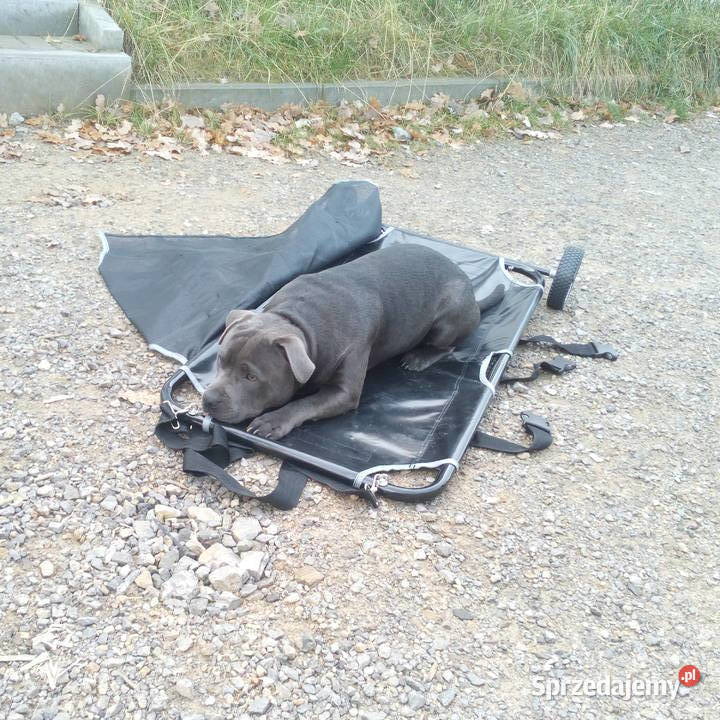 Nosze transportowe zwierząt Olsztyn