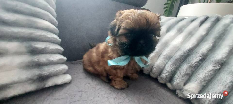 Brązowy Piesek ShihTzu Shih Tzu Radom