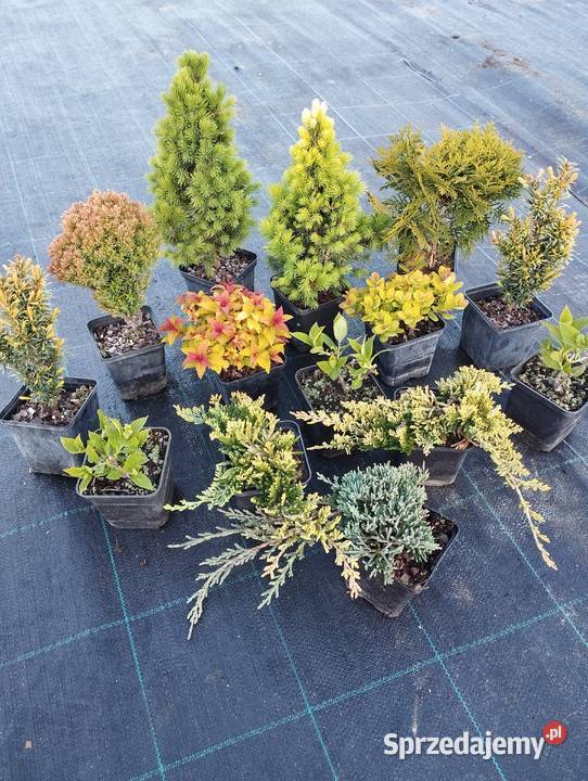 Tuja kulka hortensja berberys jałowce krzewy Lutcza sprzedam