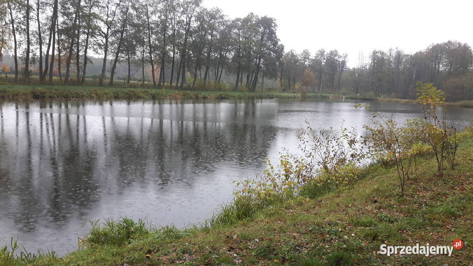 KARAŚ KOLOR KARP KOI AMUR TOŁPYGA LIN RYBY DO sprzedam