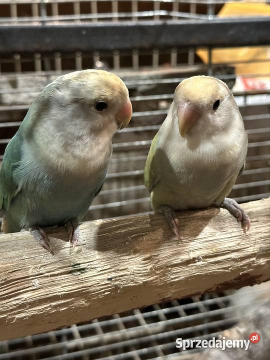 Sprzedam 4 nierozłączki Czaniec sprzedam