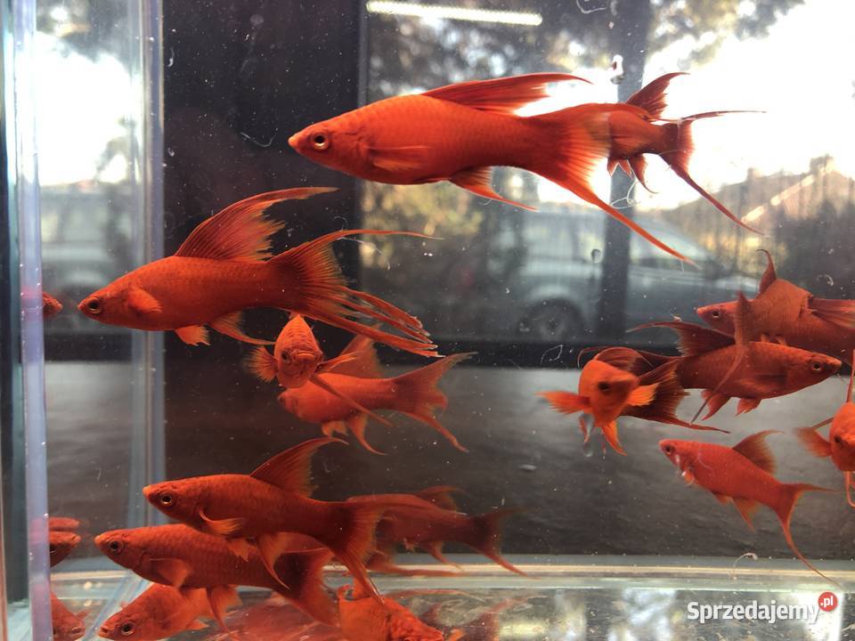 Mieczyk Lira samica ładne Justynów