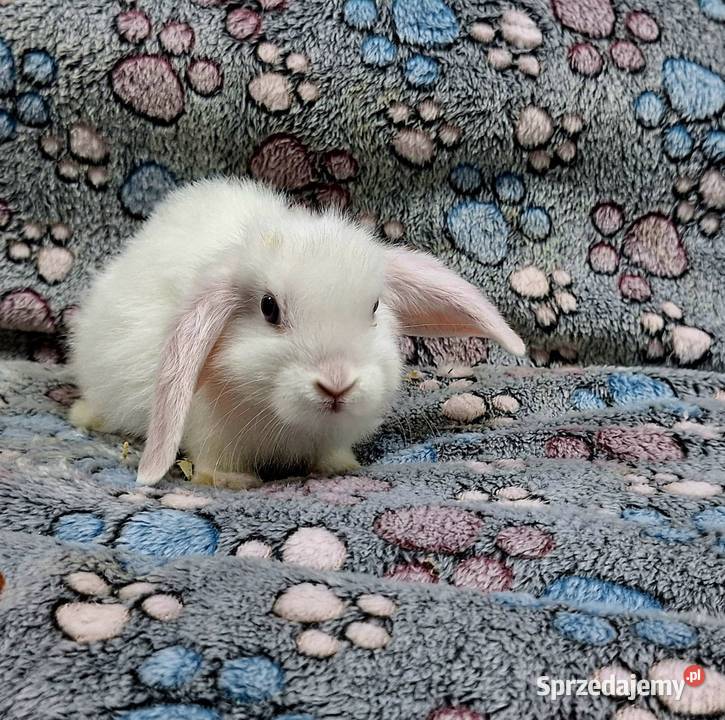 Króliczek Baranek Mini Lop samczyk Wołomin