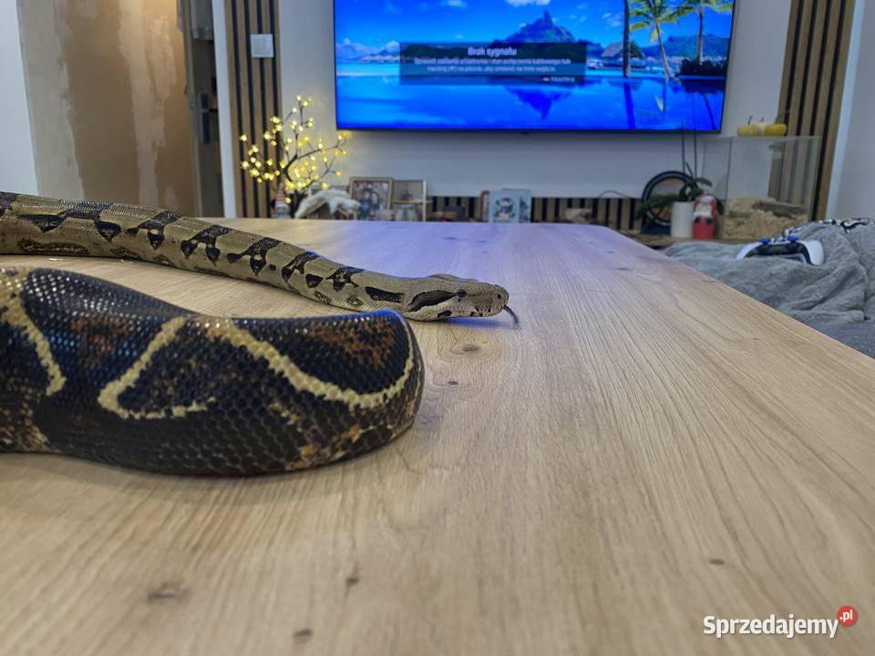 Sprzedam 2 węże Boa i zbożowy Gady i płazy kujawsko-pomorskie Grupa