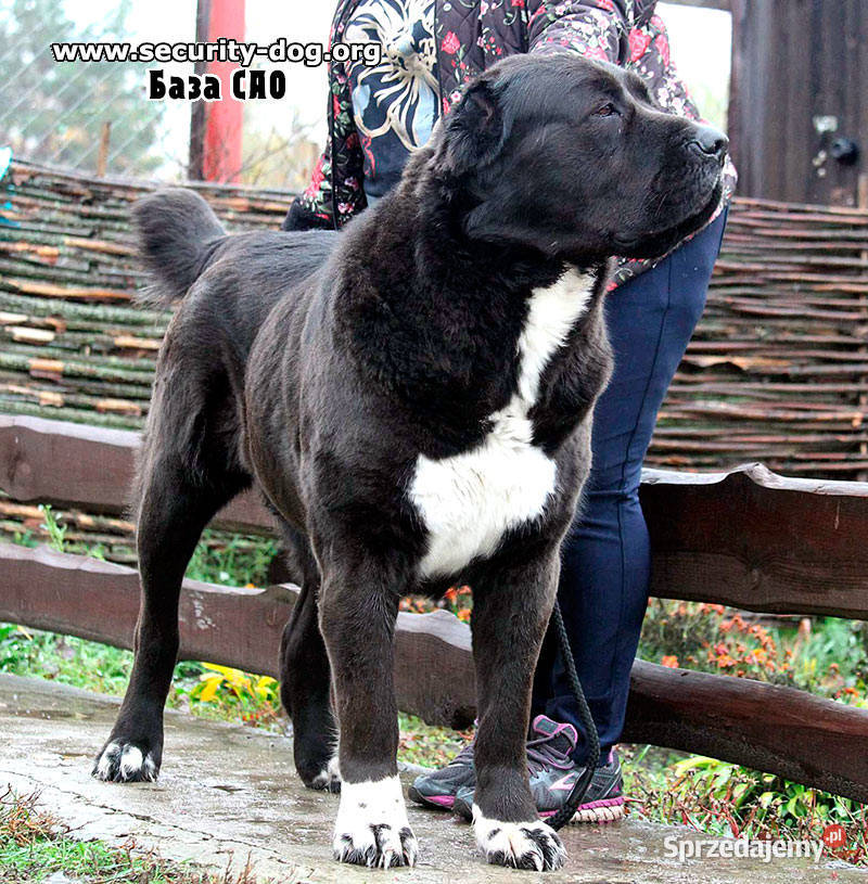 Owczarek Środkowoazjatycki zapowiedź miotu sprzedam