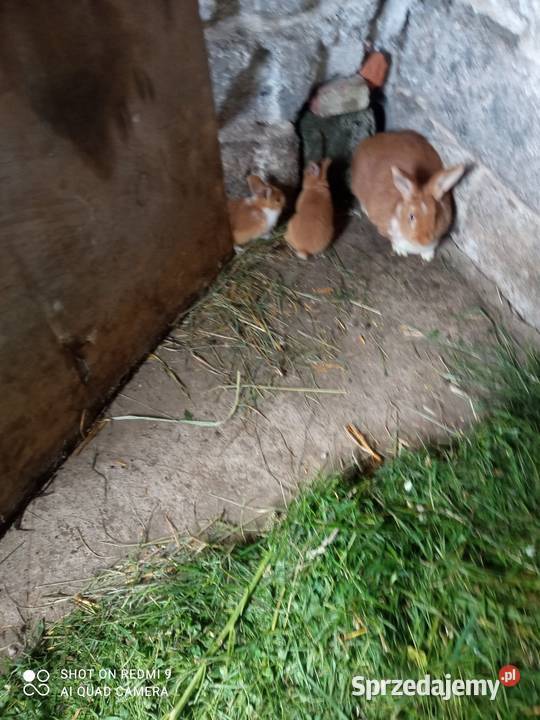 Zwierzęta króliki Radomyśl Wielki