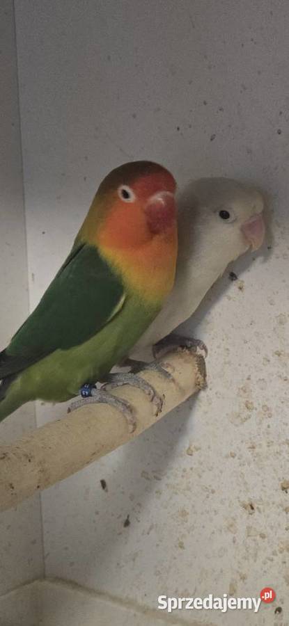 Para nierozłączek Warszawa sprzedam