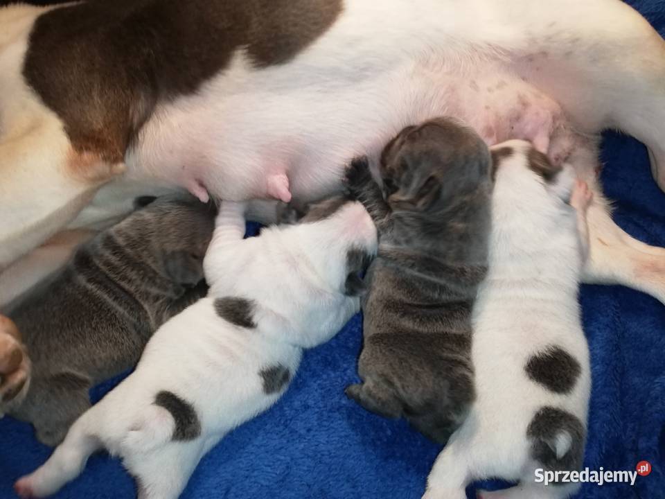 buldog francuski niebieskie i białoniebieskie Buldog Borzęcin