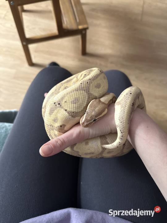 Pyton królewski Żyrardów