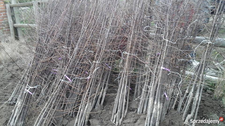 Sprzedam drzewka owocowe