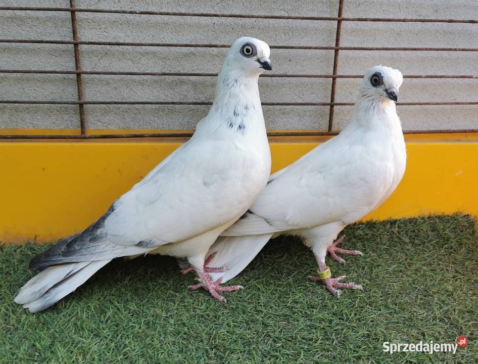 Wysyłka 40 Winerki Winerek Para Samiec Samica Przeworsk