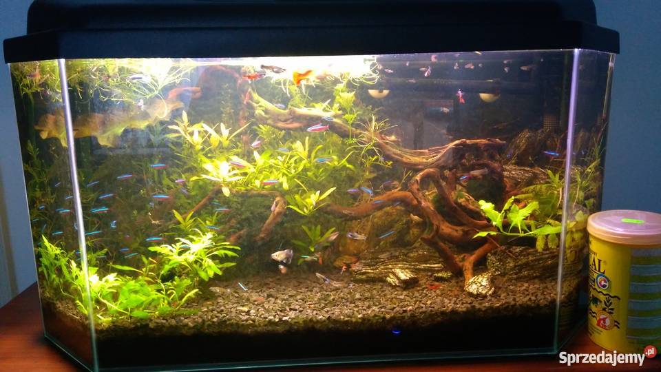 Ryby Rybki Gupiki Pozostałe