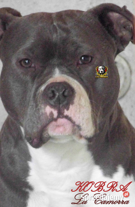 American Staffordshire Terrier Blue Amstaff Paczków