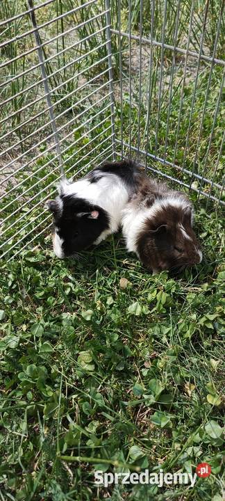 Świnka morska gładkowłose rozetki i inne