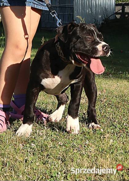 American Staffordsihre Terrier szczeniak Kazimierz Biskupi