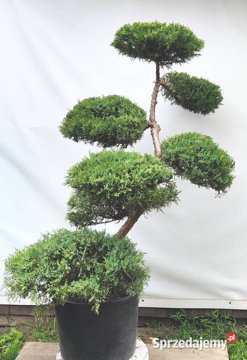 Bonsai Niwaki Jałowiec Wilhelm Pfitzer Bonsai Medynia Łańcucka