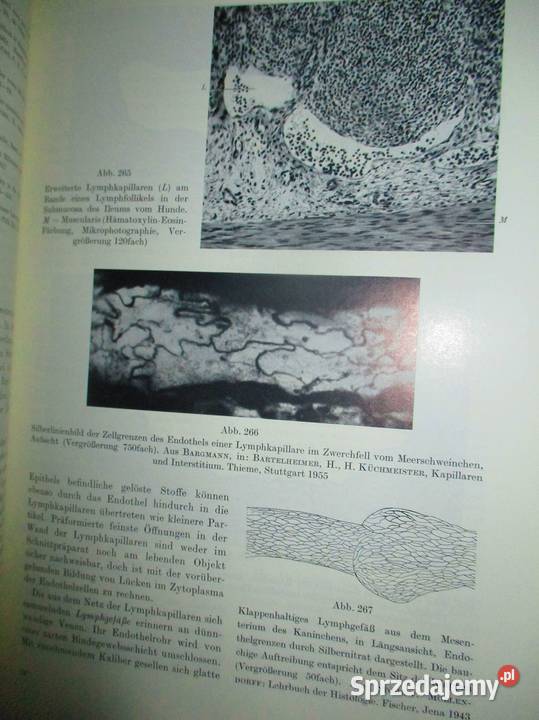 Histologie und mikroskopische Anatomiehistologia Łódź