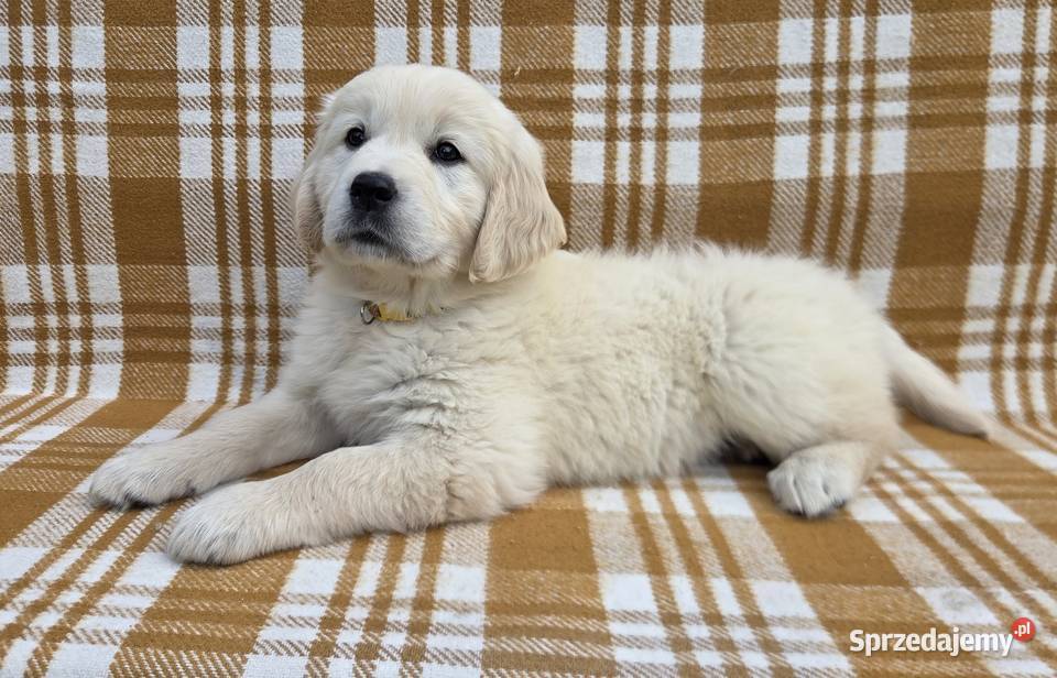 Golden Retriever szczeniaki Wilkowa