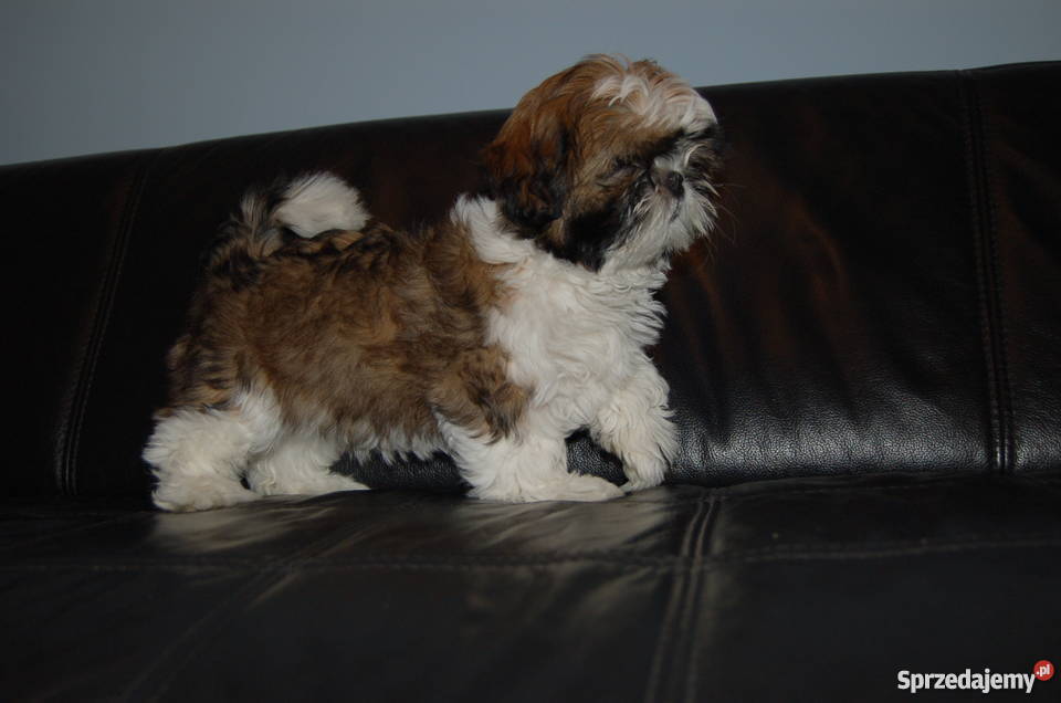 Sprzedam piękną wystawową suczkę Shih Tzu