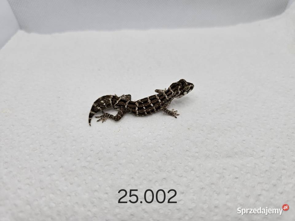 Gekon żmijowy Gady i płazy Zawiercie sprzedam