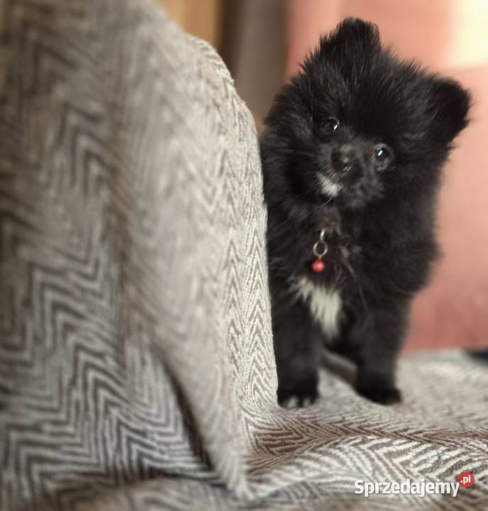 Szpic miniaturowy xxs miniaturowy piesek Szpic miniaturowy Kraków