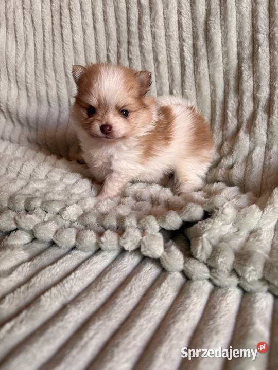 Szpic miniaturowypomeranian Szpic miniaturowy Psy Zrębice