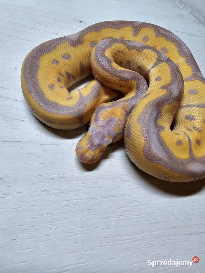 Wąż pyton królewski python regius samiec Wrocław sprzedam