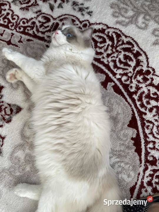 Kotek Ragdoll FPL Wieluń