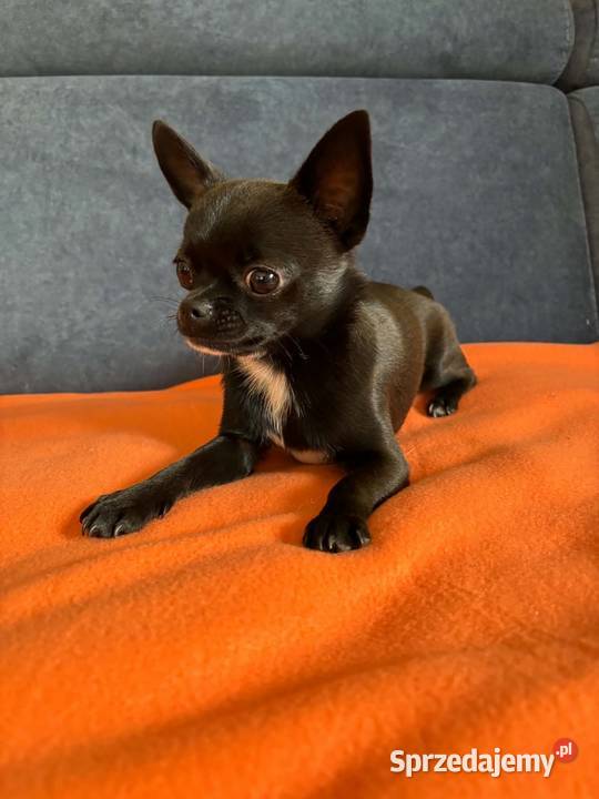 Piesek Chihuahua Busko-Zdrój