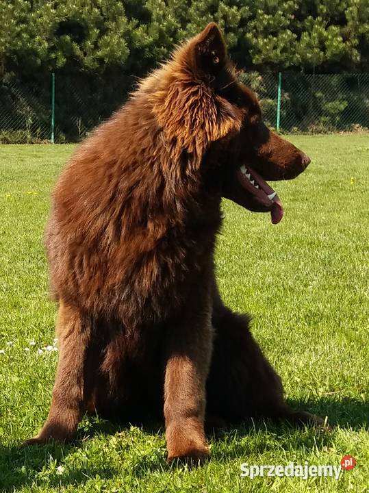 Owczarek niemiecki czekoladowy Świerklany