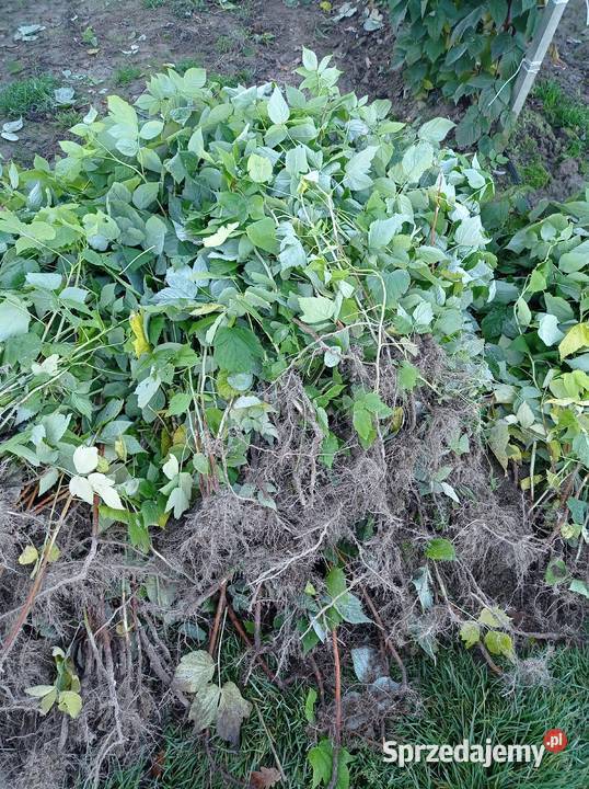 Sadzonki malin Marawilla Czerwińsk nad Wisłą