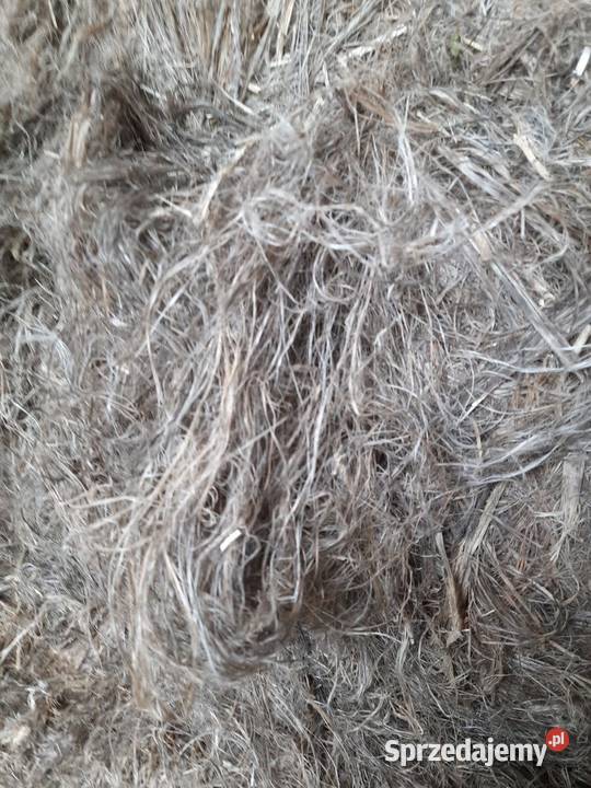 Włókno konopne wełna konopna konopie do Rośliny przemysłowe Zamość