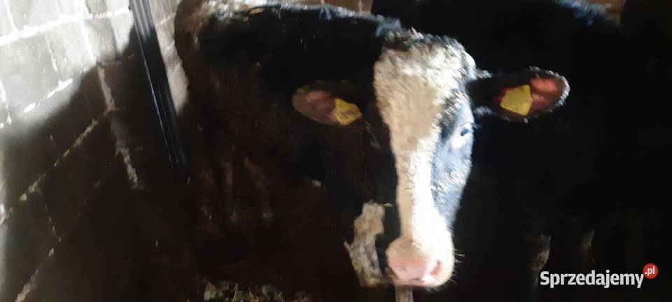 Jałówki cielne 3 śląskie