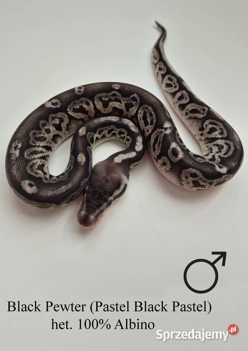 Pyton królewski Black Pewter 100 het Albino Golub-Dobrzyń