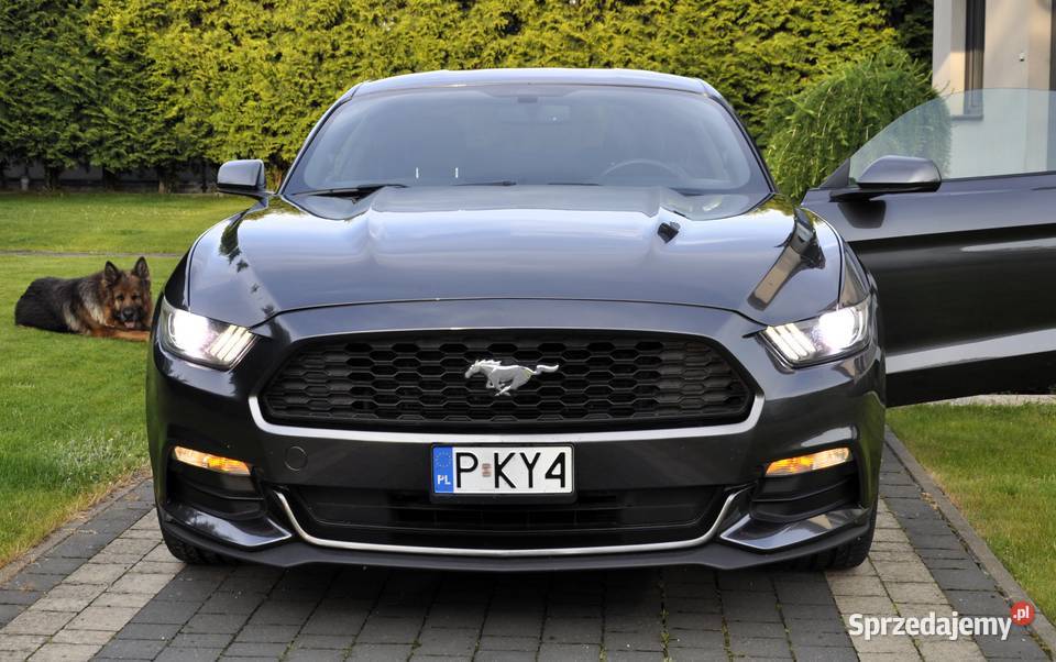 Mustang 37 2016 Mustang Krzymów sprzedam