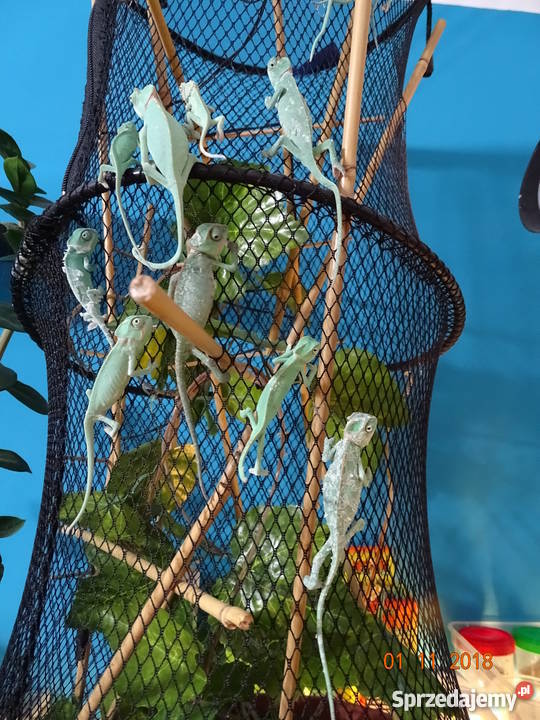 Młode Kameleony jemeńskie łódzkie